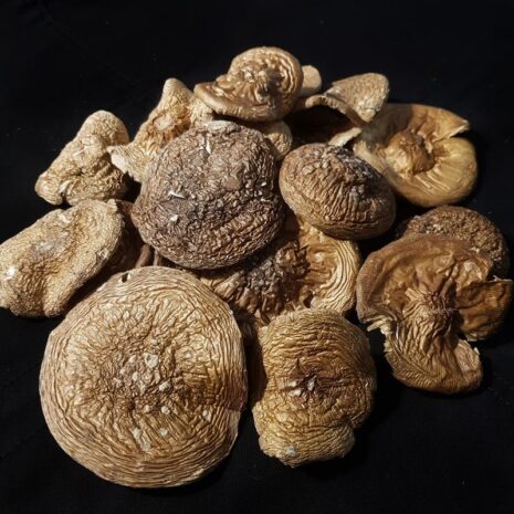 Пантерный-50-2023-2-min Пантерный-50-2023-2-min